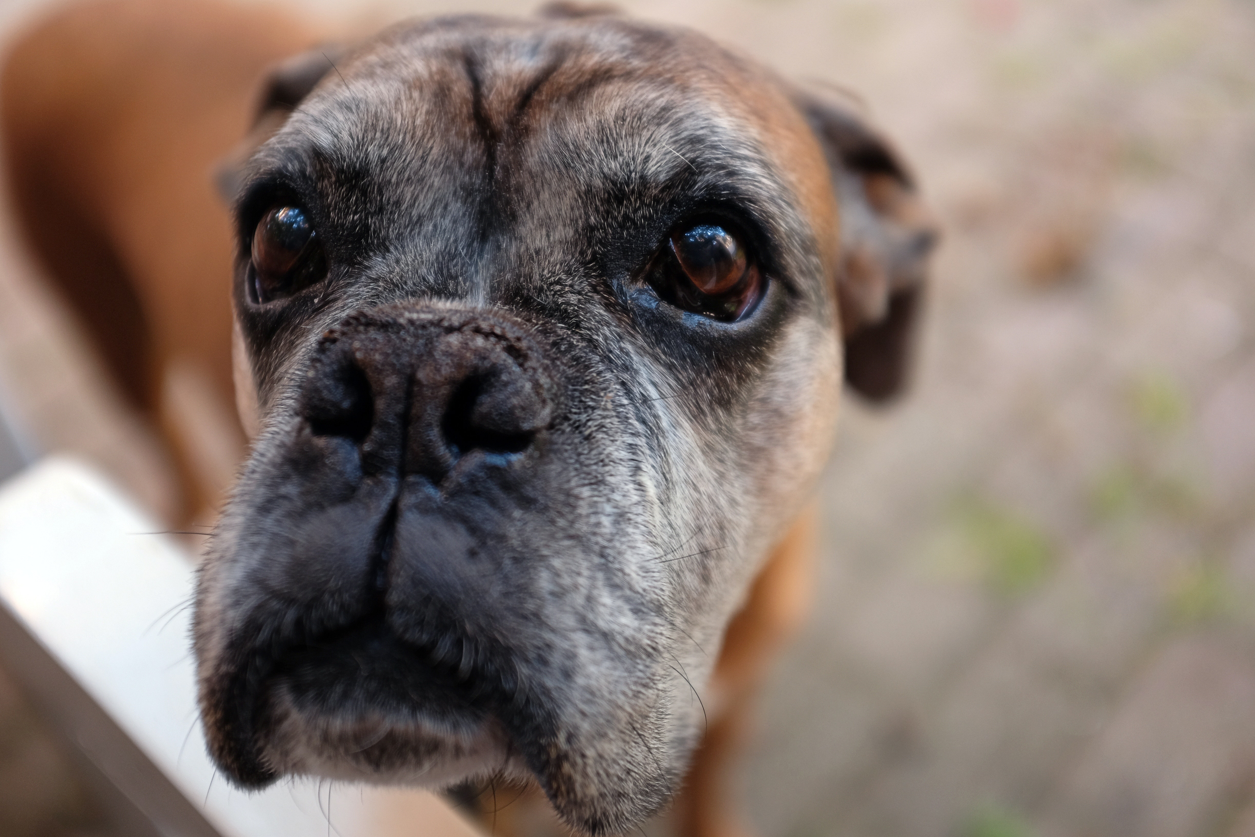 Boxer dog with grey face Boxer dog with grey face
