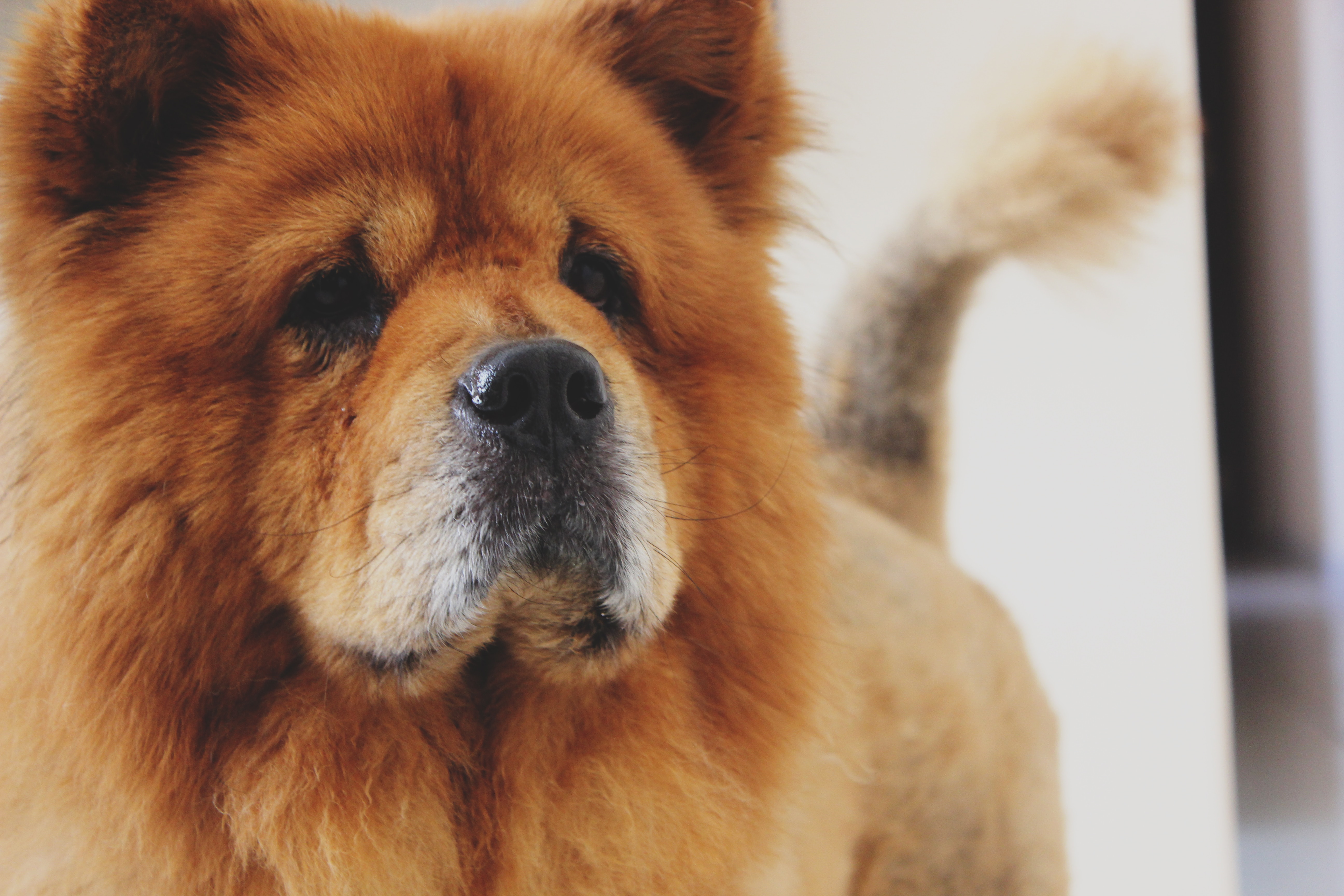 Senior chow chow Senior chow chow