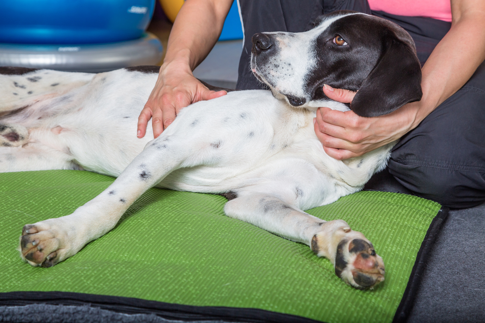 Canine Chiropractic Care by Dr. Andi Harper, DC, CAC | The Grey Muzzle  Organization