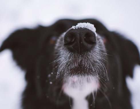 Dog with snow on nose Dog in snow