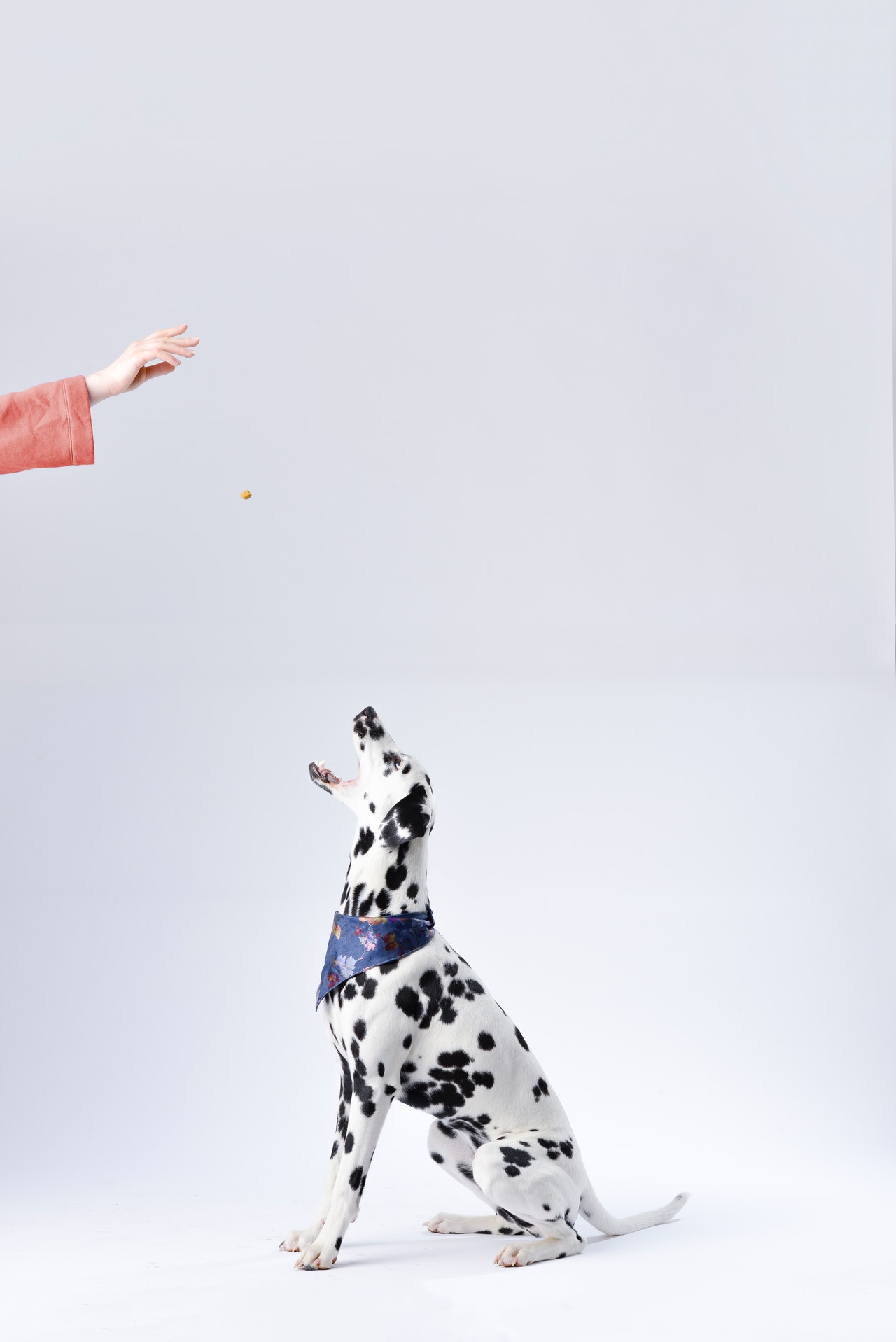 Dalmation receiving treat Dalmation receiving treat