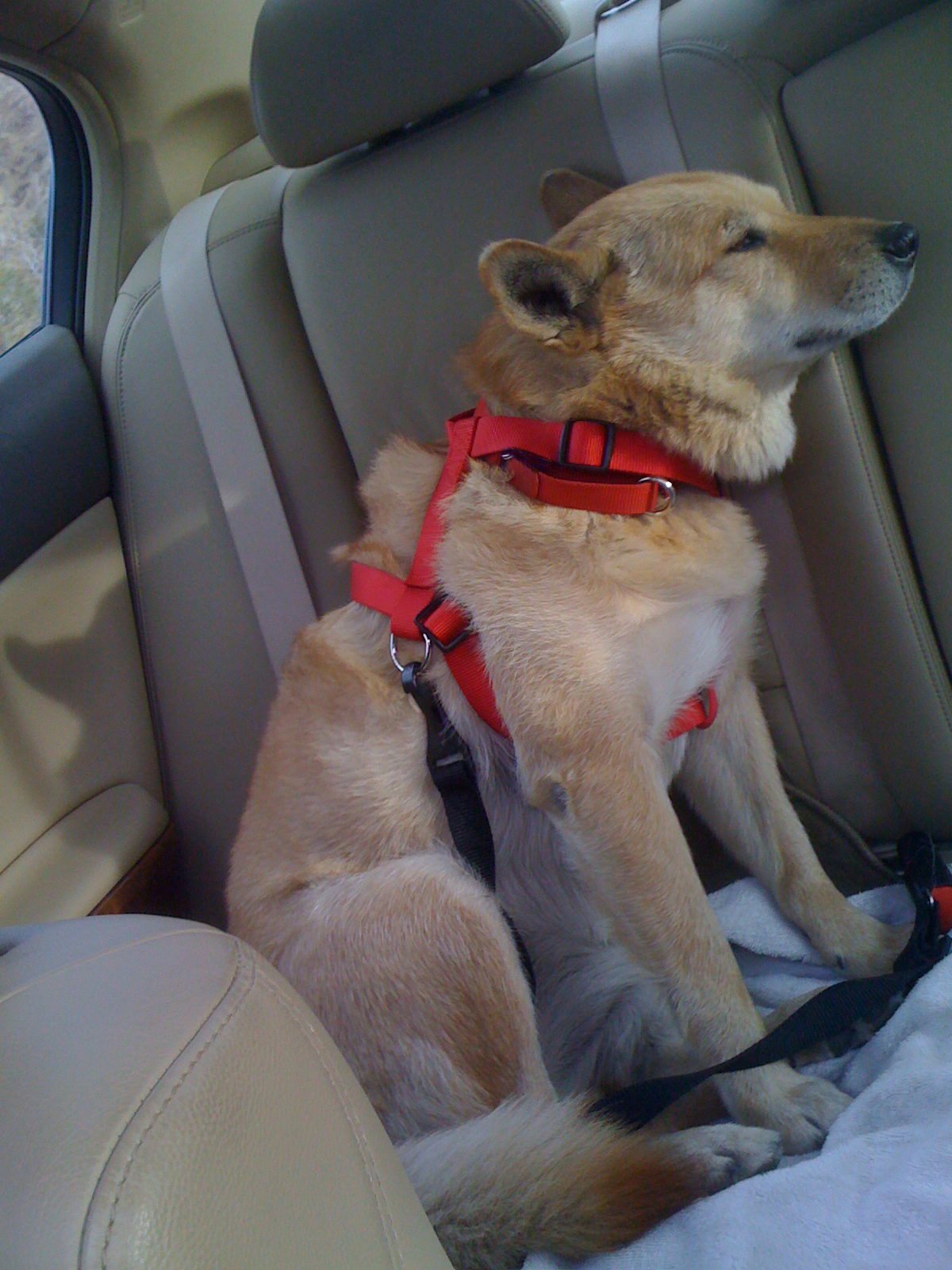 Zoe buckled up Zoe buckled up
