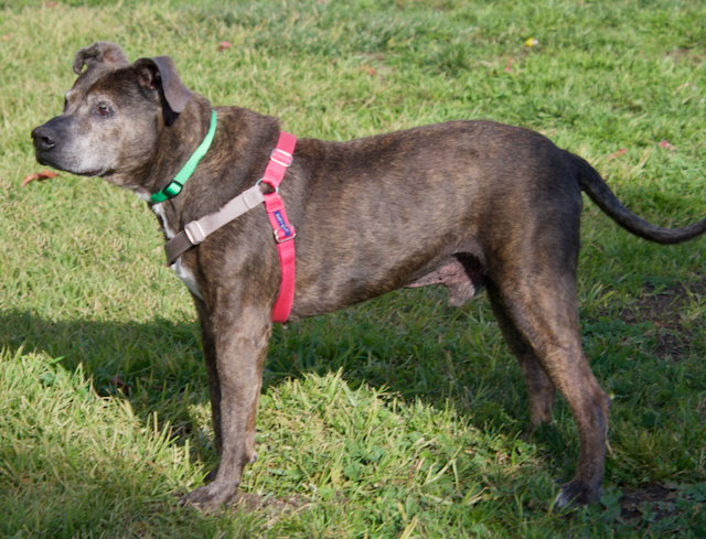 Blue Easy Bay SPCA