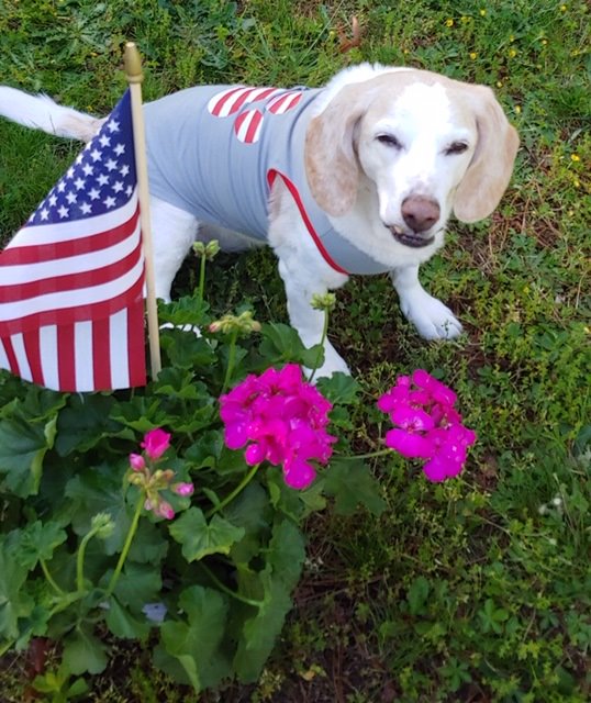 Happy the beagle Blond beagle Happy by flag