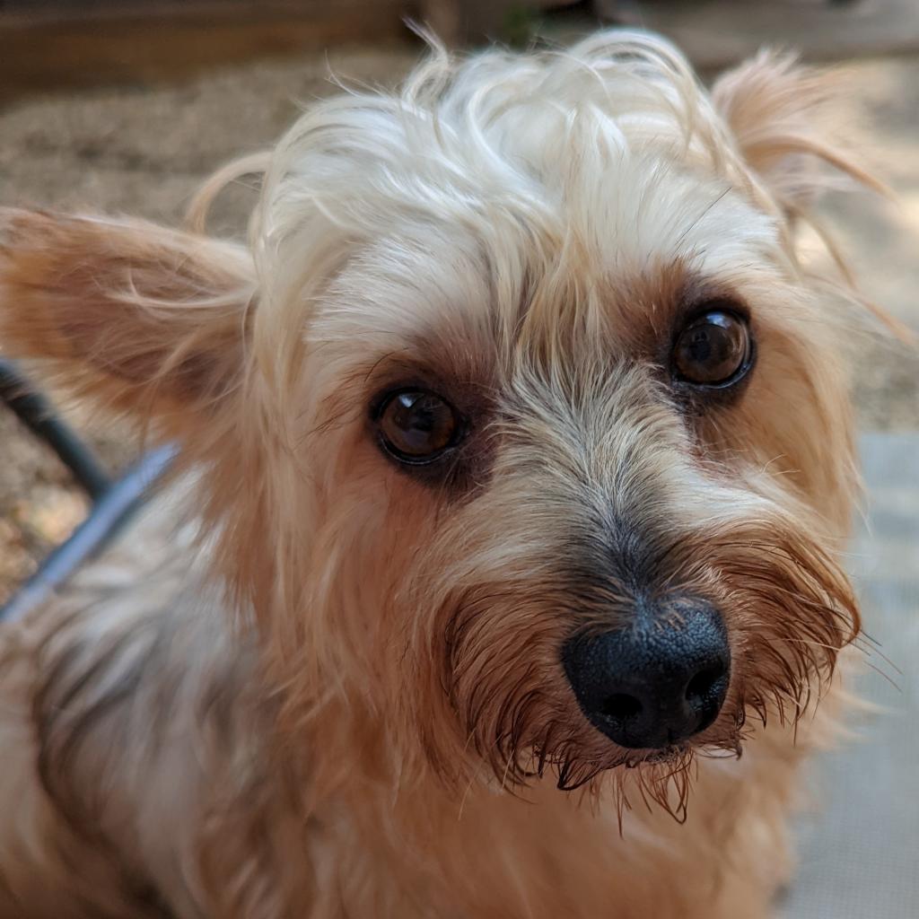 Gilda's puppy eyes yorkie puppy eyes