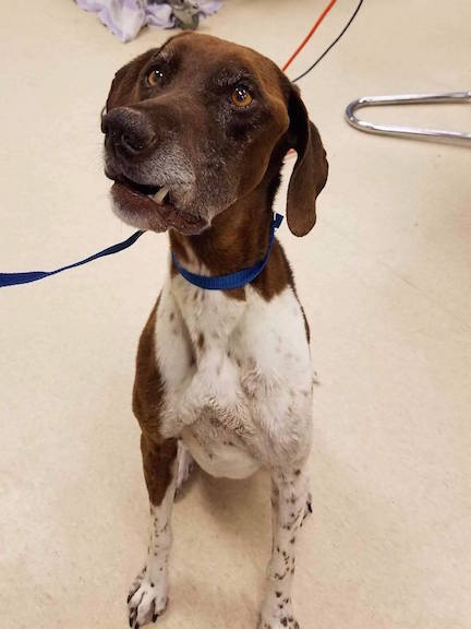 Brianna Brown and white short haired pointer sitting on a tile floor.