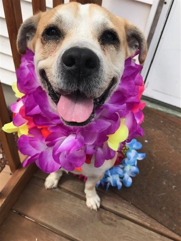 Happy senior dog Senior dog all dressed up