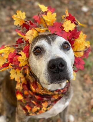 grey muzzled dog with crown made of leaves