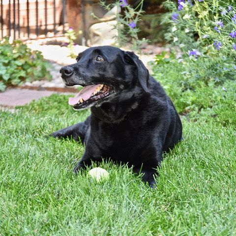Buddy Black Lab