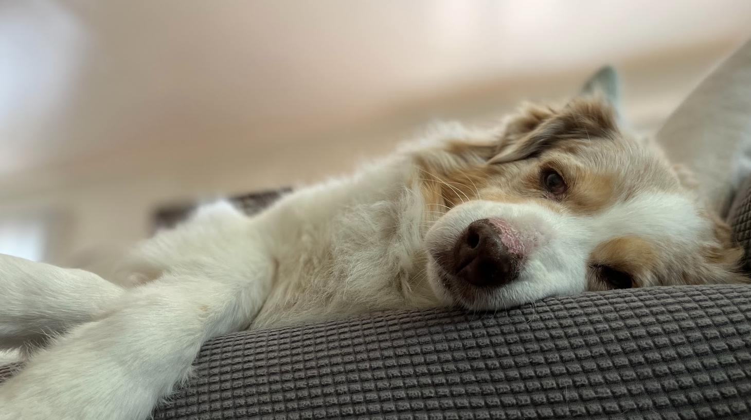Cali Max's Helping Paws