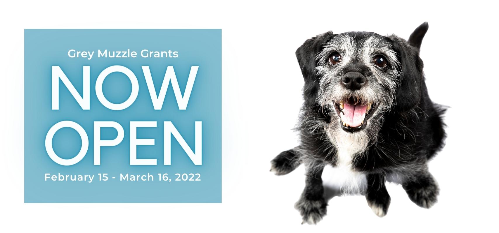 silver muzzle senior dog rescue