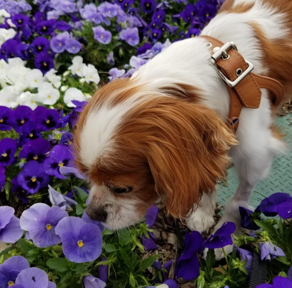 spaniel smelling blue flowers