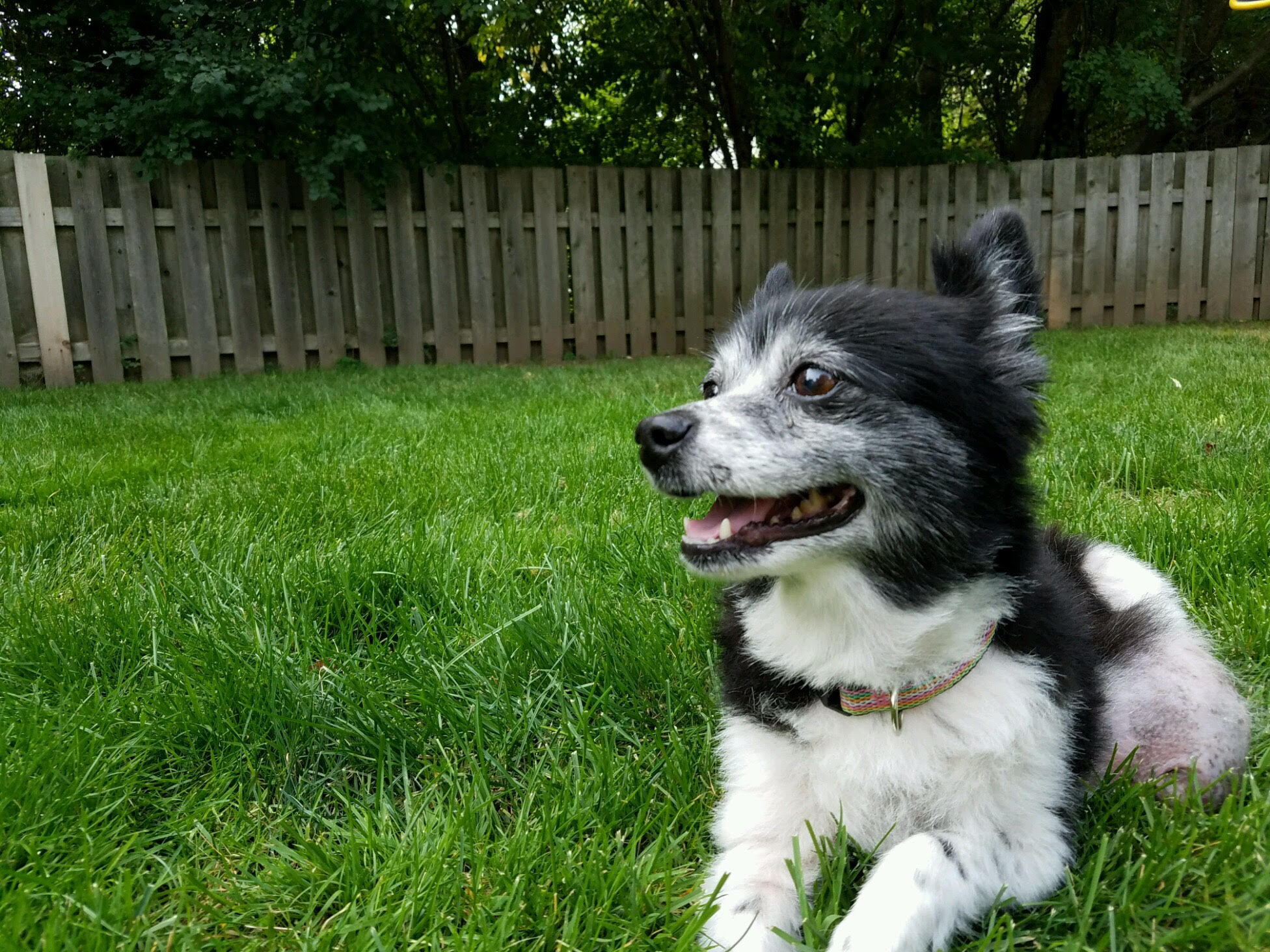 Small black and white dog laying the grass of a fenced area.