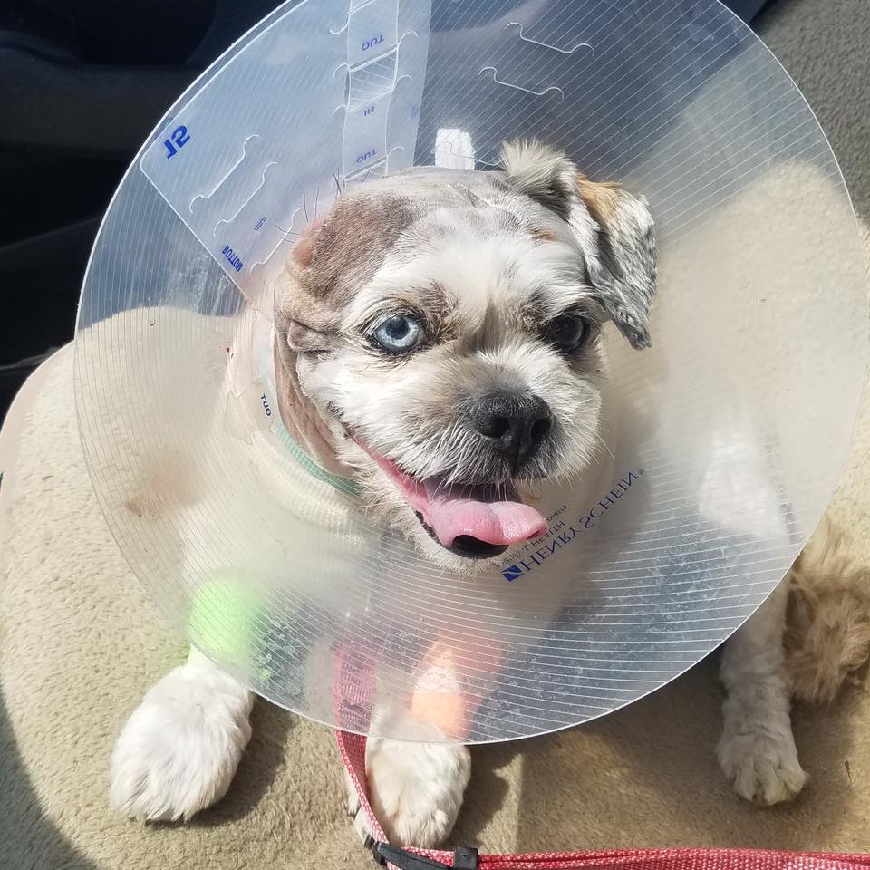 Chopper wearing a cone small dog wearing cone
