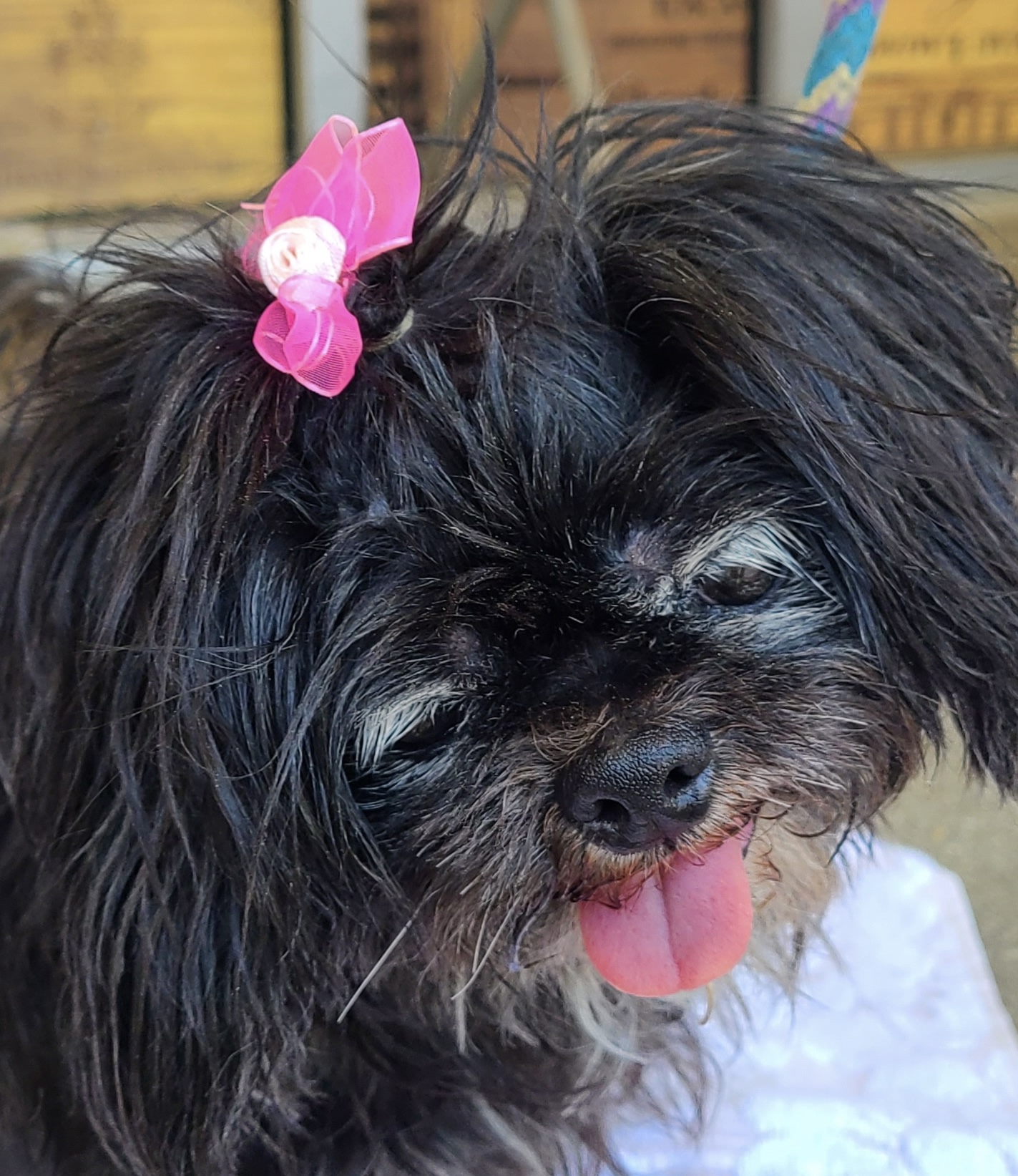 Little Shelter Animal Rescue and Adoption Center | The Grey Muzzle Organization Little Shelter Animal Rescue and Adoption Center | The Grey Muzzle Organization