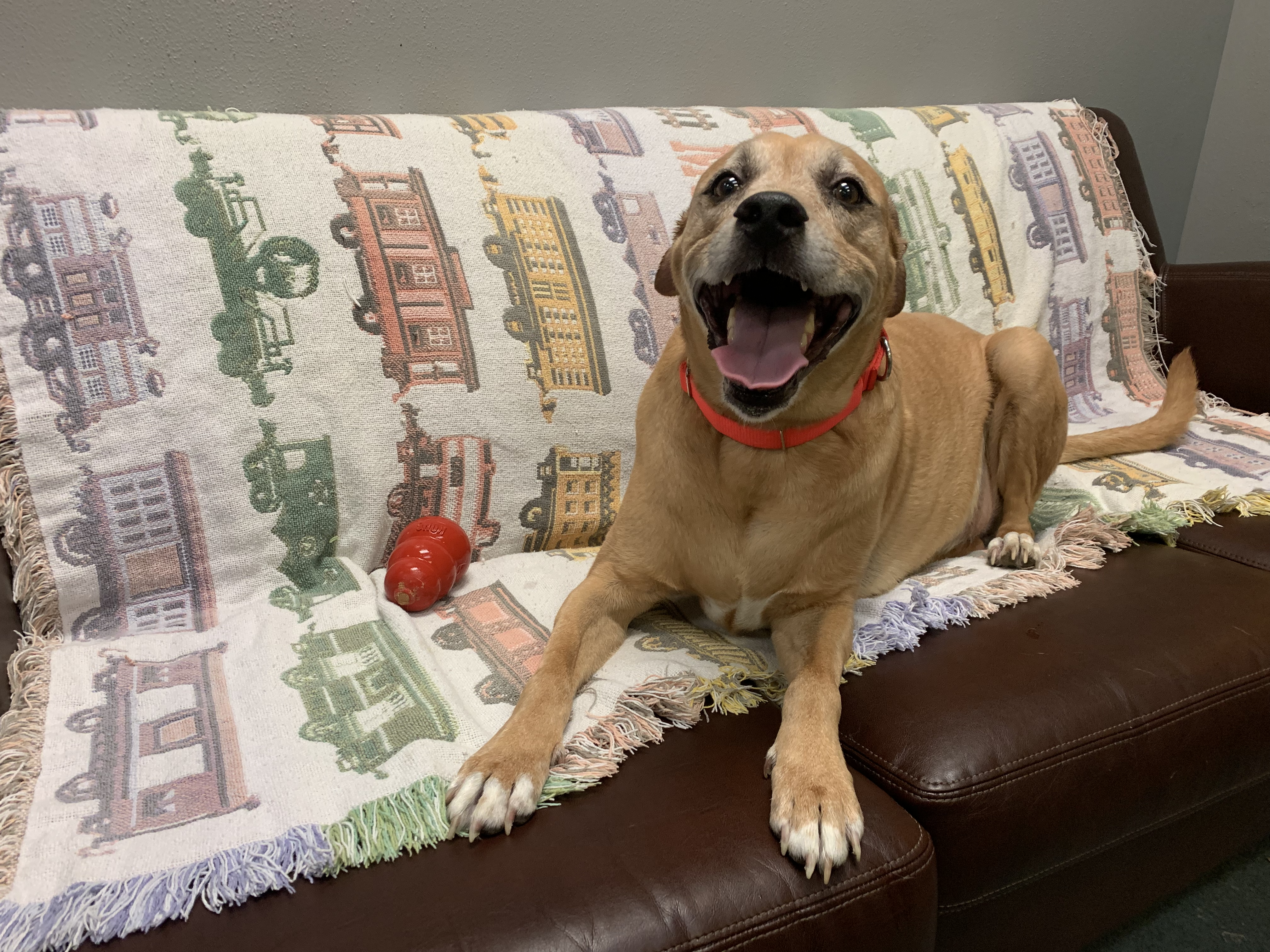 smiling beige dog on couch