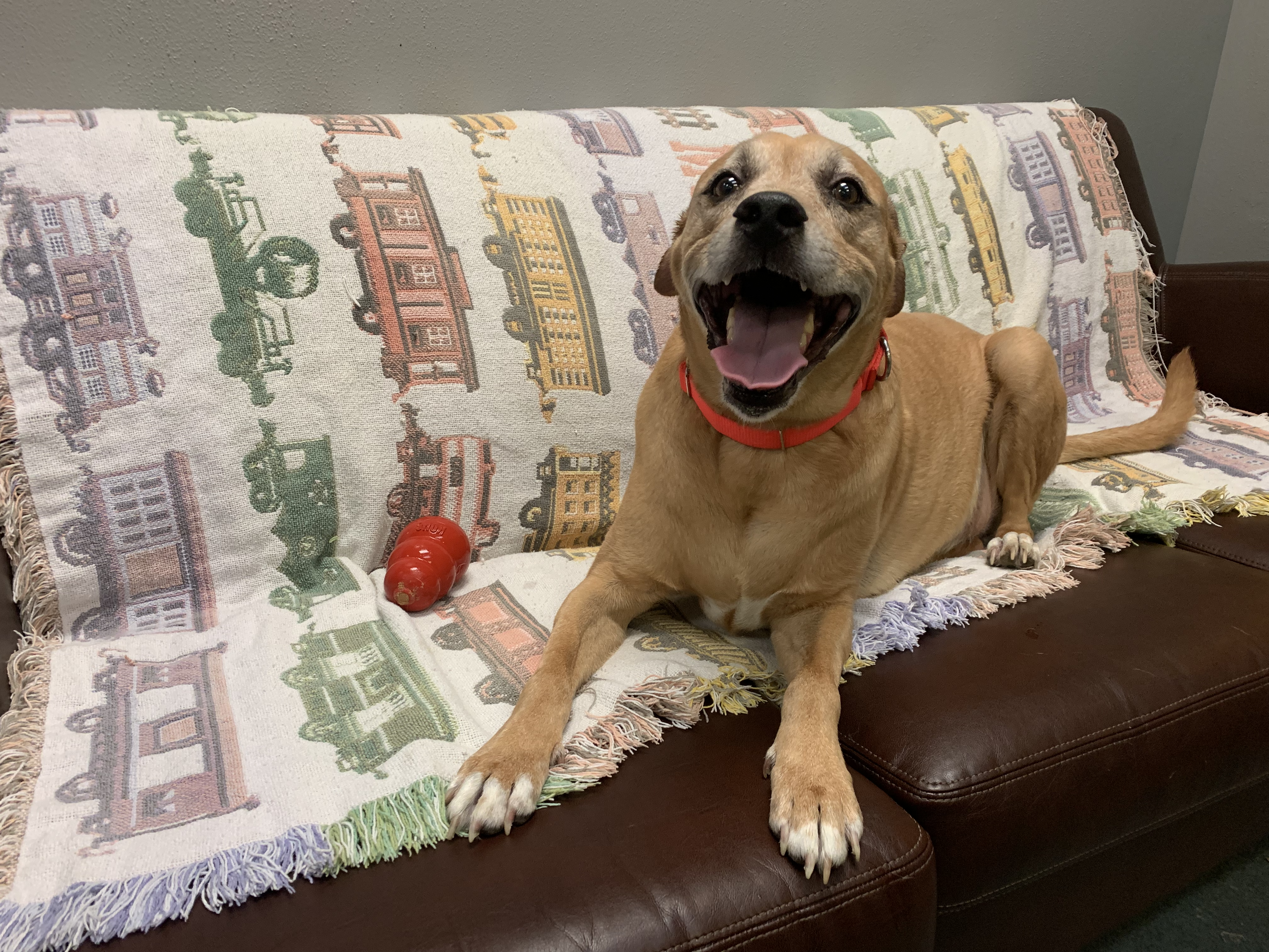 Copper smiling on the couch smiling beige dog on couch