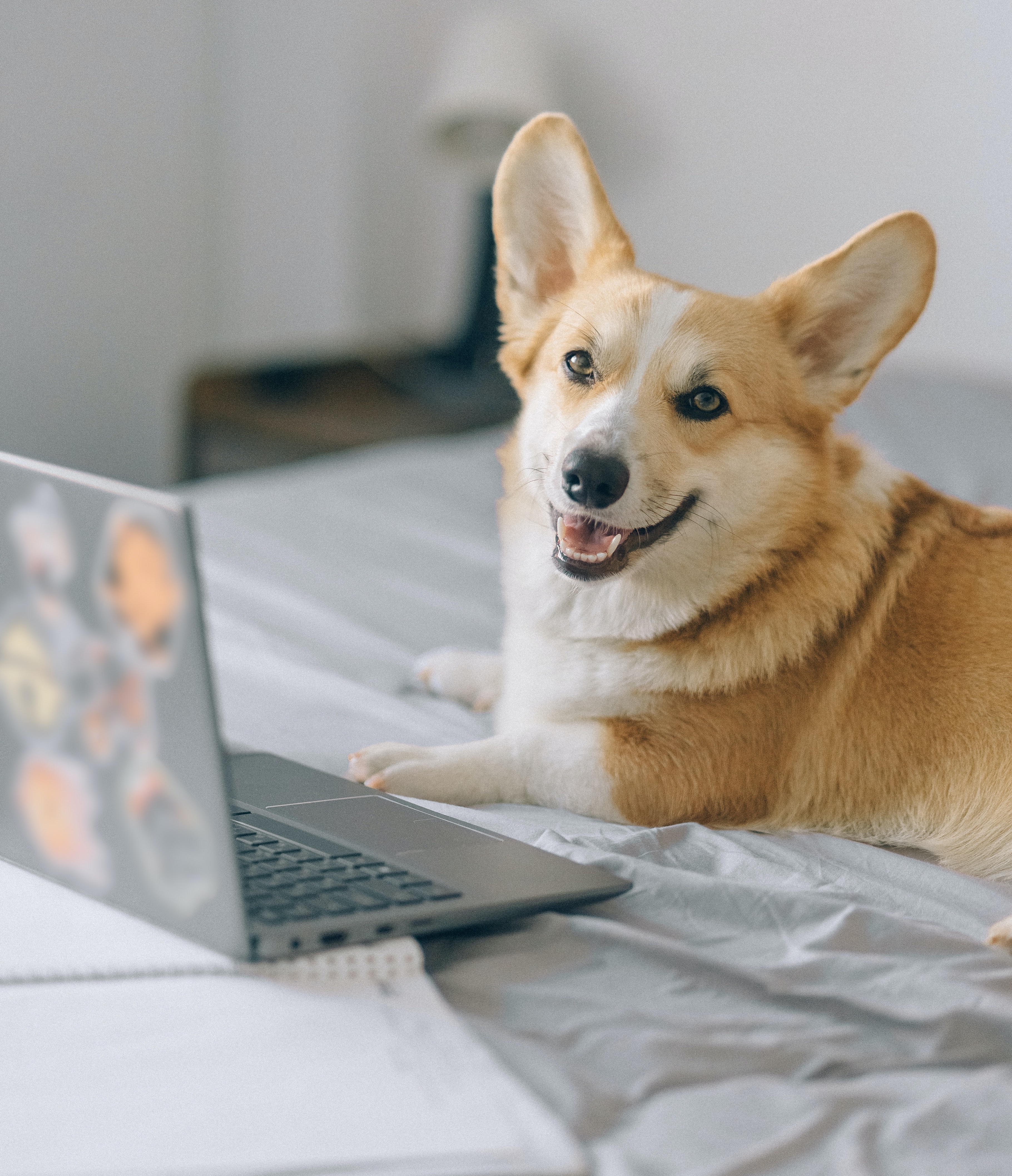 Corgi at computer Corgi at computer