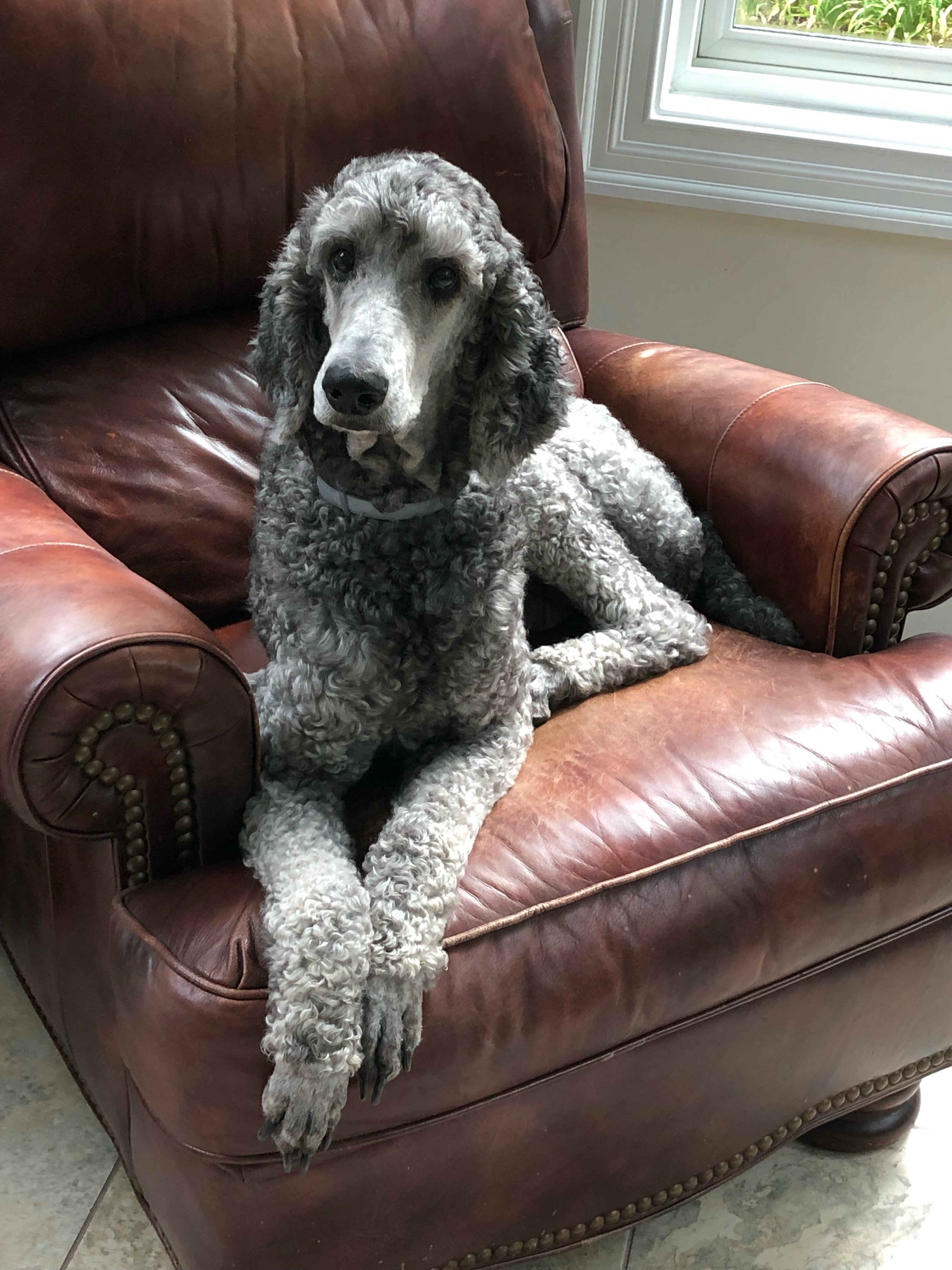 Carolina Poodle Resuce