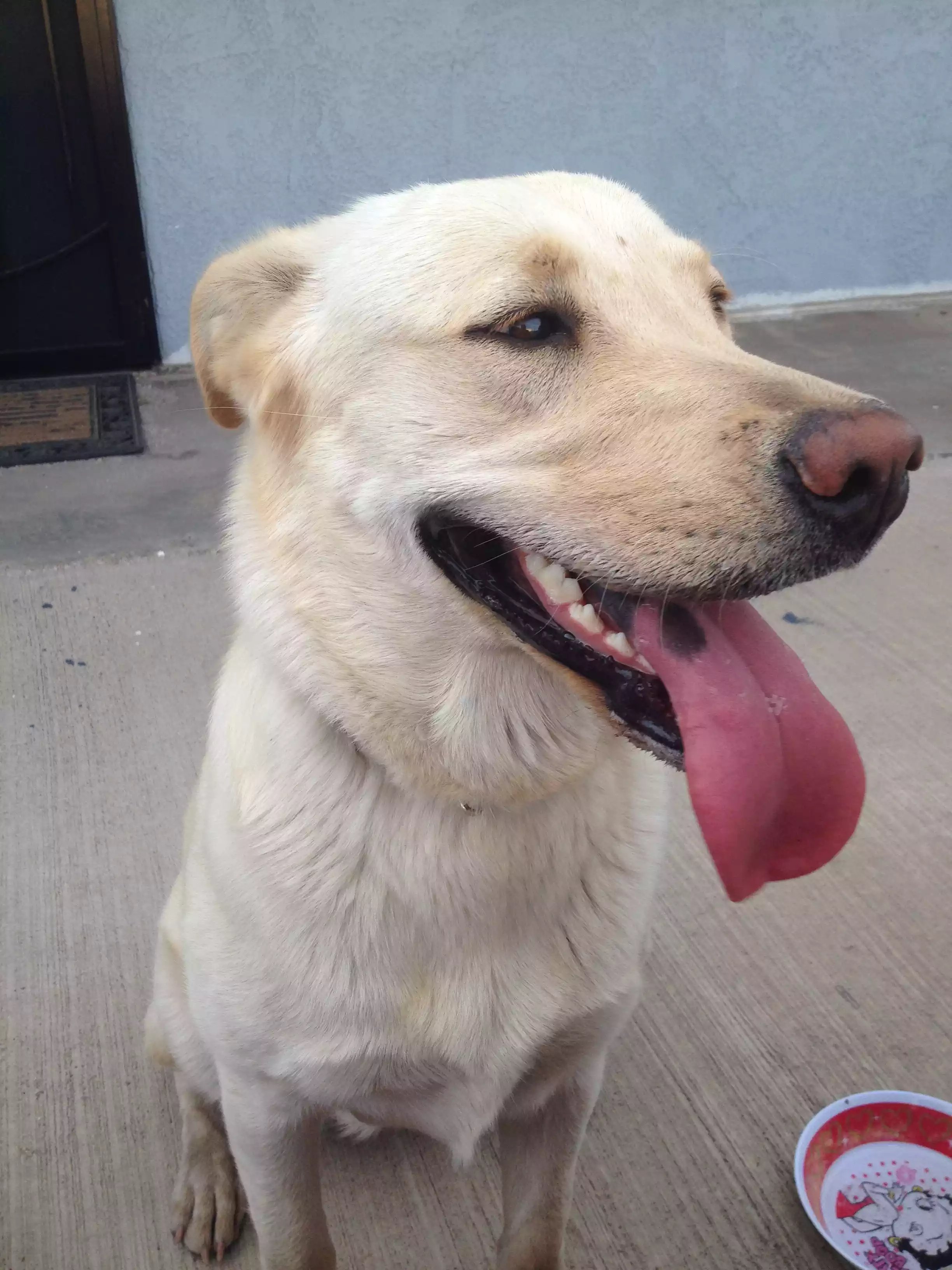 smiling dog smiling dog