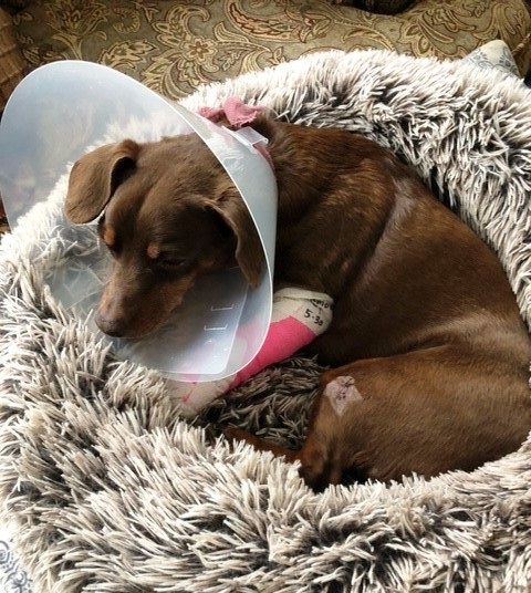 Daisy Brown dog with cone