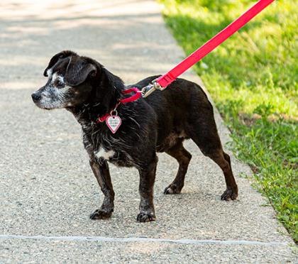 Black Chihuahua Shadow Black Chihuahua Shadow