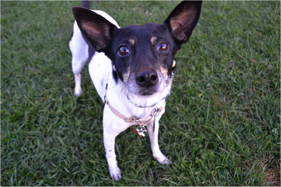 White dog with black head and ears standing on grass. Dog is looking straight into the camera.