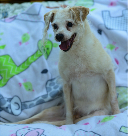 Small cream colored dog sitting up a colorful child's blanket