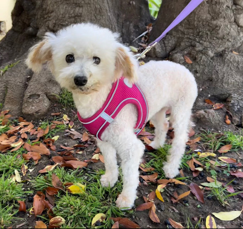 Dog in Pink Harness