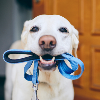 Dog wit Leash