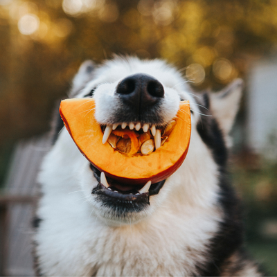 Dog with Melon