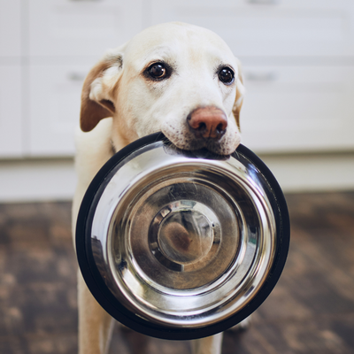 Dog with Water Bowl