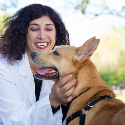 Dog Exam