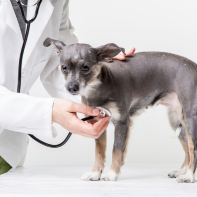 Dog At Vet