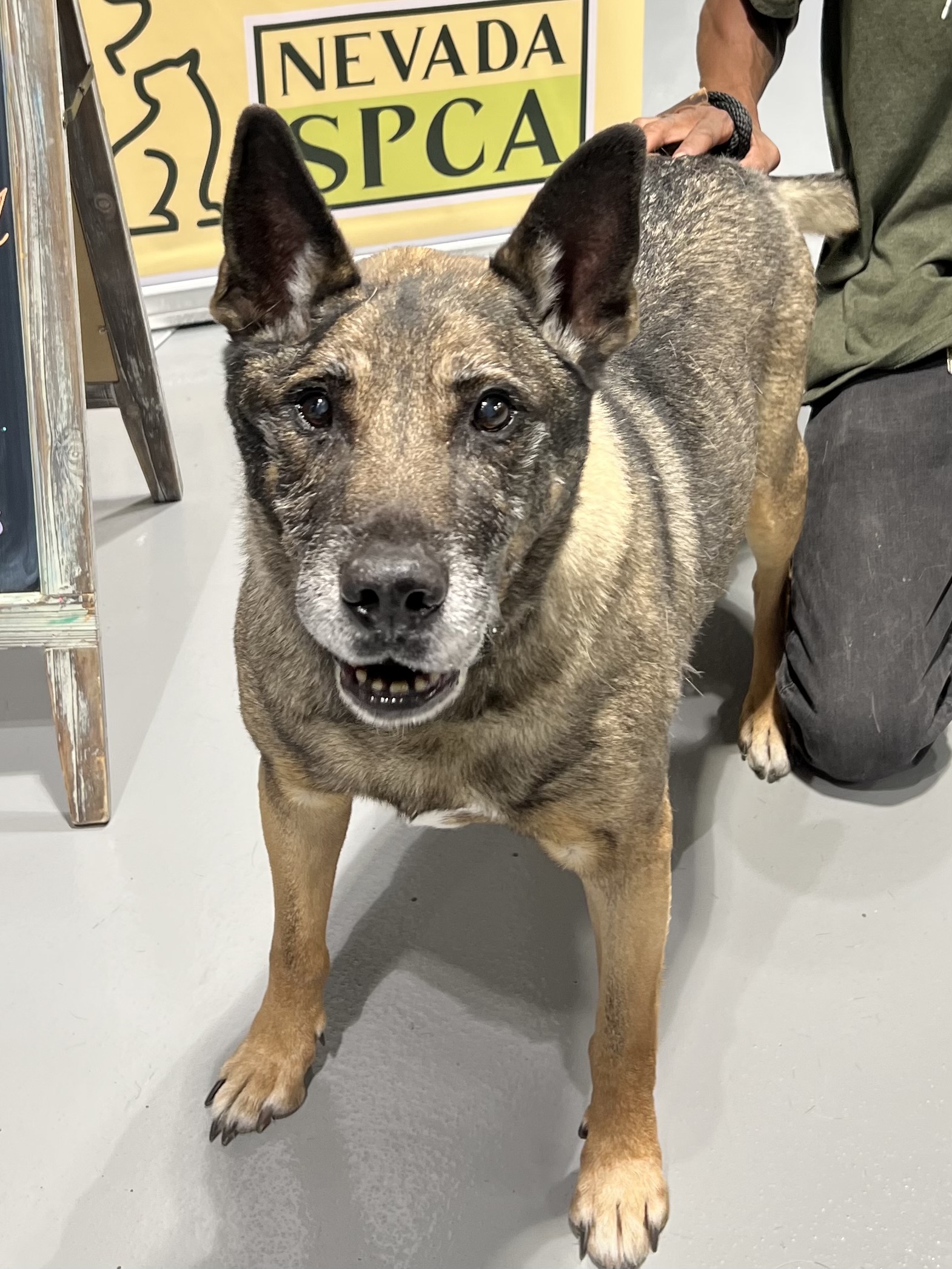 Duncan Nevada SPCA