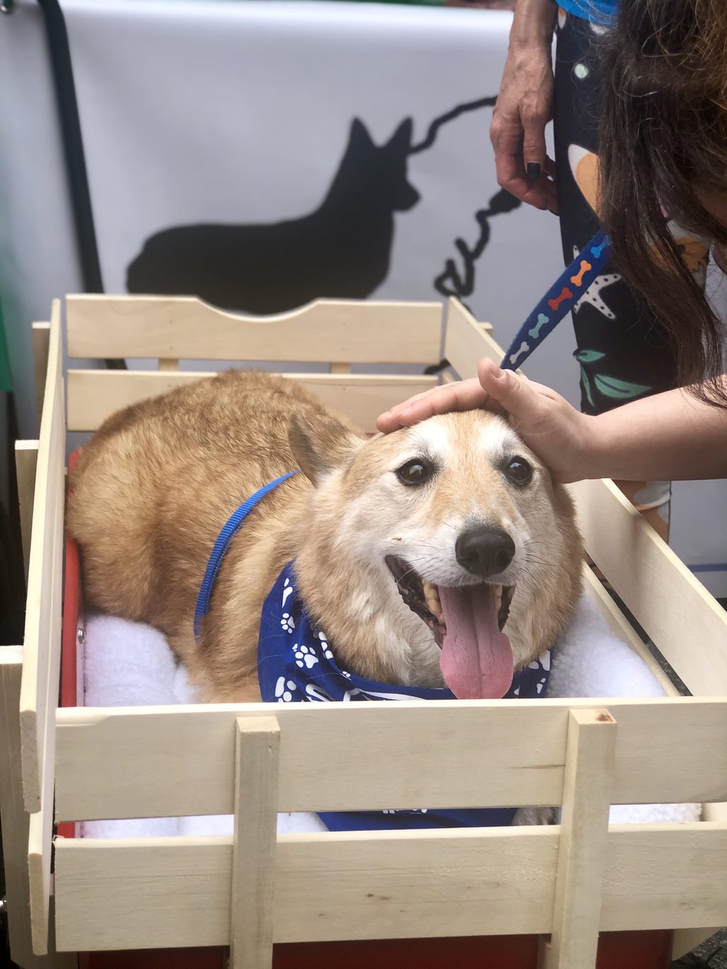 Gus Gus the Corgi Gus Gus the Corgi