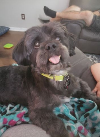 Grey Lhasa Apso Elvis Grey Lhasa Apso Elvis