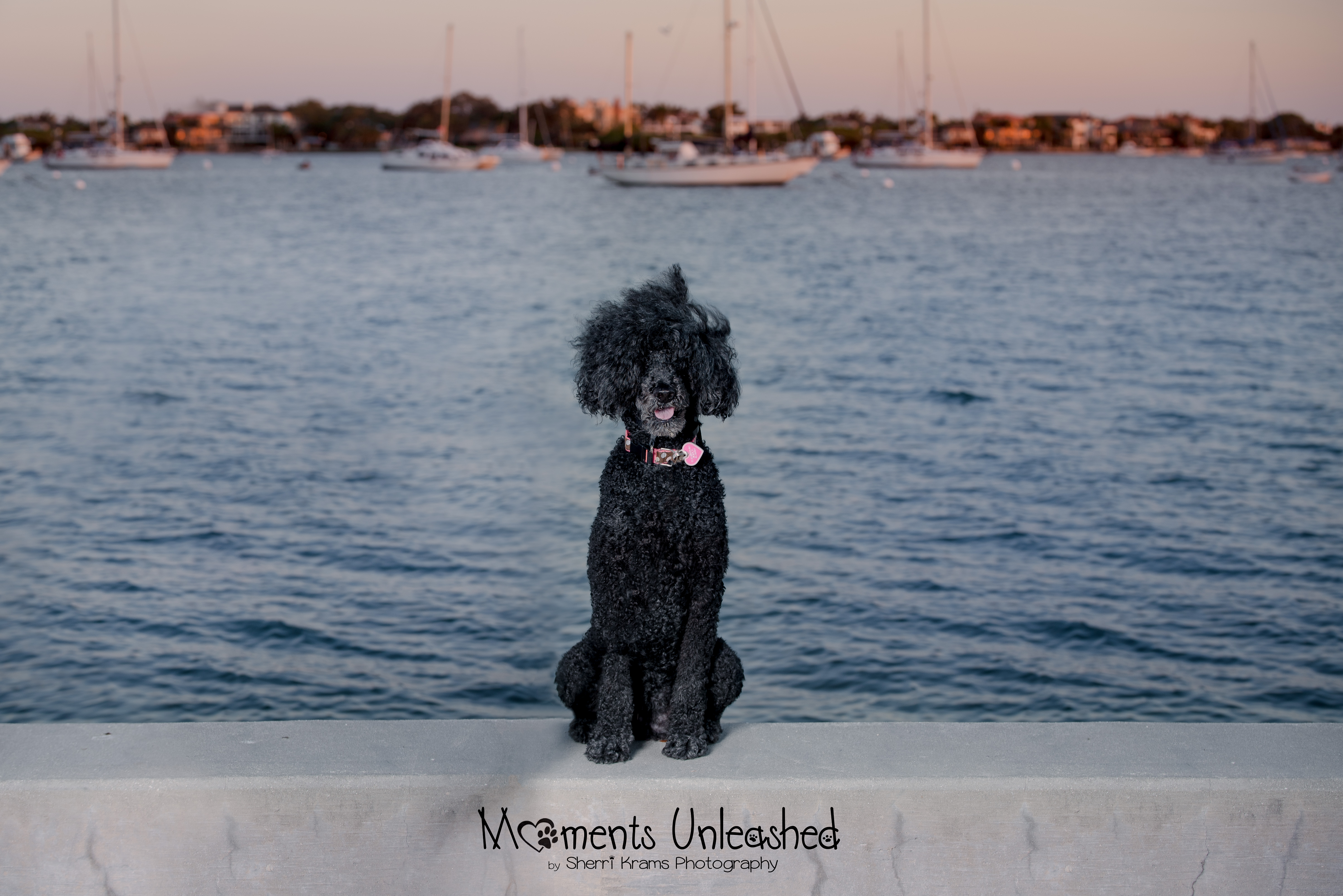Black standard poodle sitting on a low wall in front of water with ships in background.