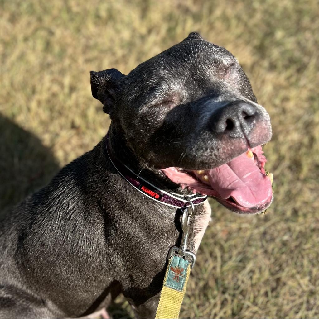 Filly the smiling pitbull smiling grey pitbull
