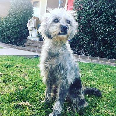 Adoptable dog George sitting in grass Grey terrier dog sitting in grass
