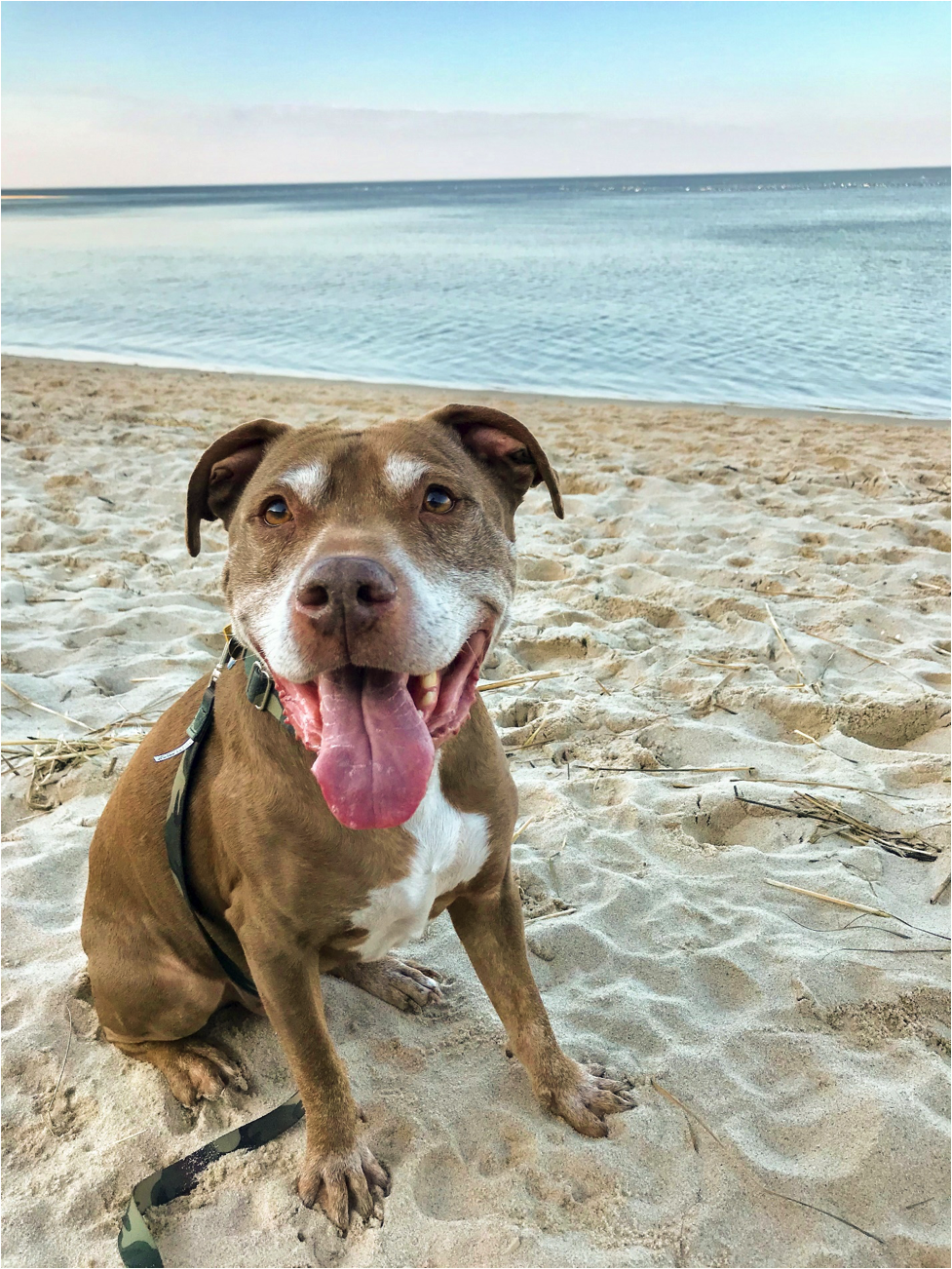 Brown and white pit bull with green leash and color sitting on the beach
