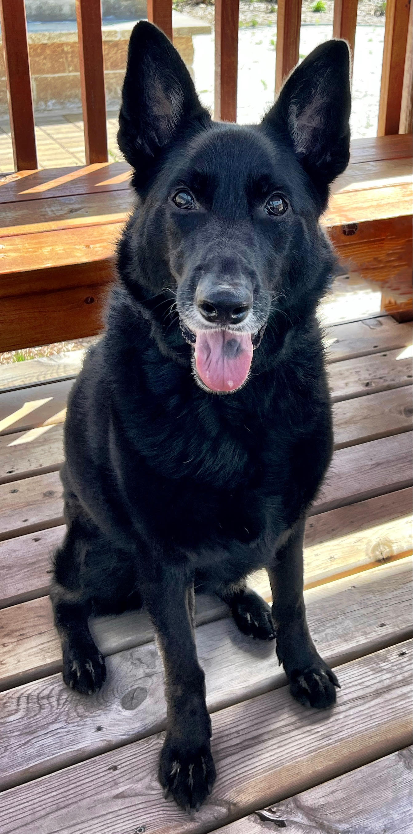 Gladys the all black shepherd all black shepherd dog