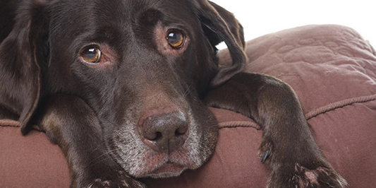 Booty, the senior dog laying on donated bed