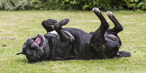 dog rolling around in the grass
