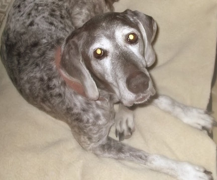 Gracie Medium sized grey & white dog laying on pillow.