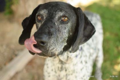 Dog w black head and white body with black spots standing on grass