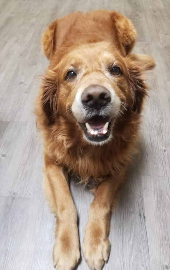 Golden Retriever Bo Golden Retriever Bo