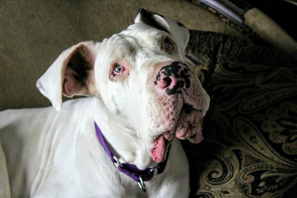 Large white dog looking up at camera