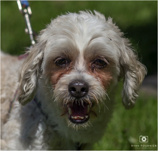 White dog with tan around the eyes. Has a blue leash and standing with grass in the background.