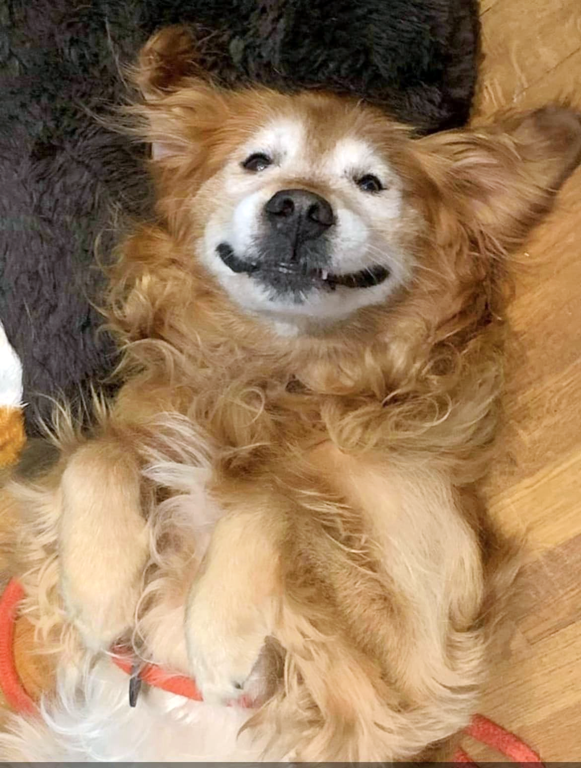 Hoss smiling dog laying on back smiling